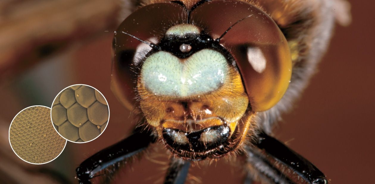 World in the Eye of Science. From an Insect’s Point of View