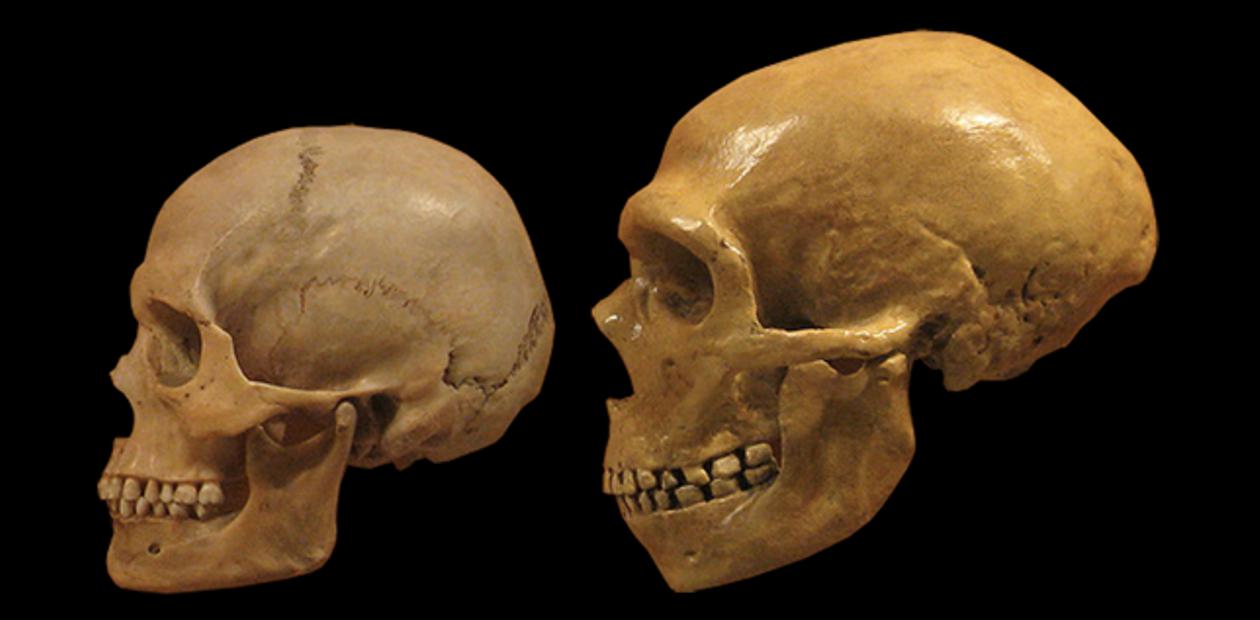 История неандертальцев и сапиенсов, написанная зубным камнем