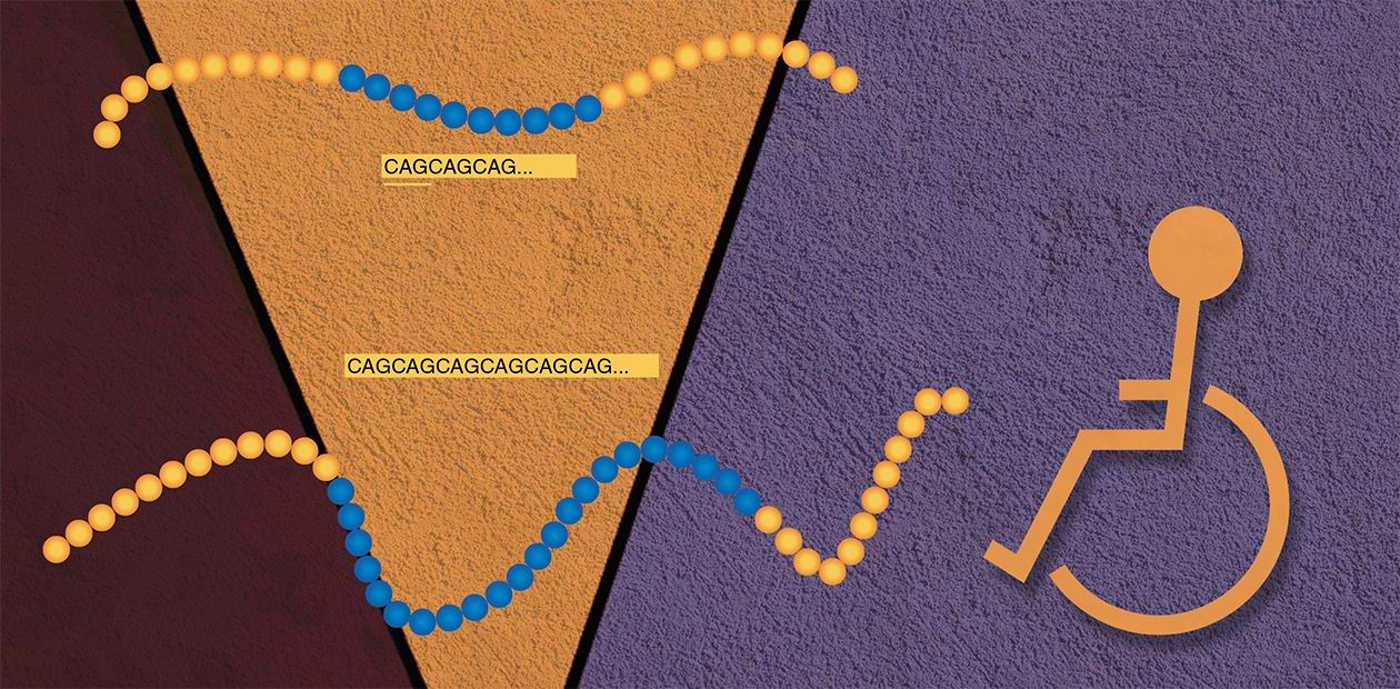 CRISPR/Cas против болезни Гентингтона