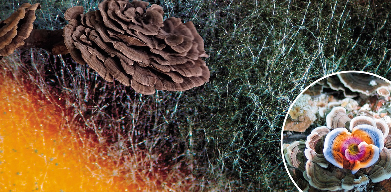 The Fungal Kingdom: Mini-Predators and Maxi-Healers