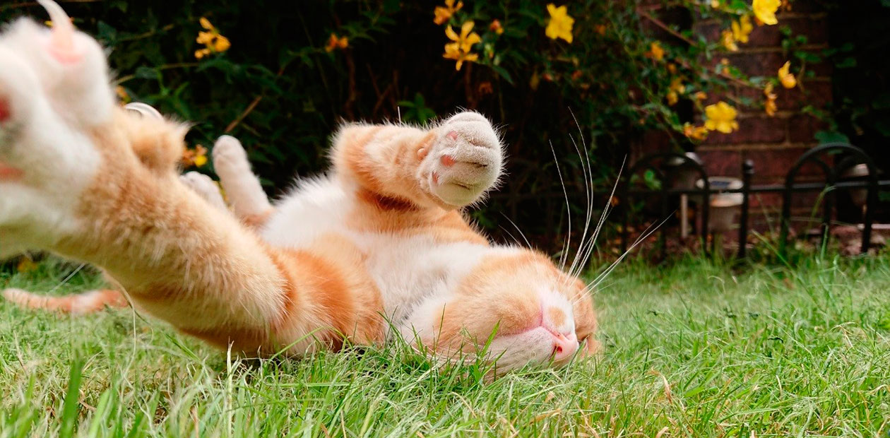 Кошачья мята и валериана для кошки – не наркотики!
