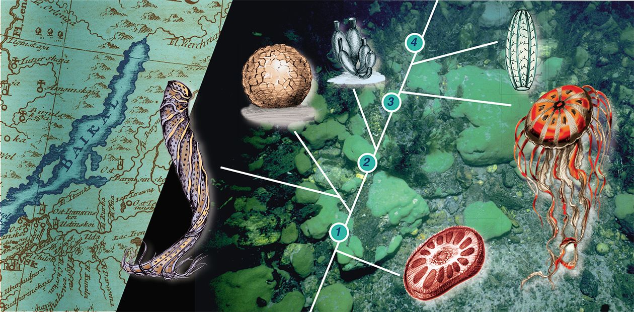 Biosilica - Raw Material of the New Millennium