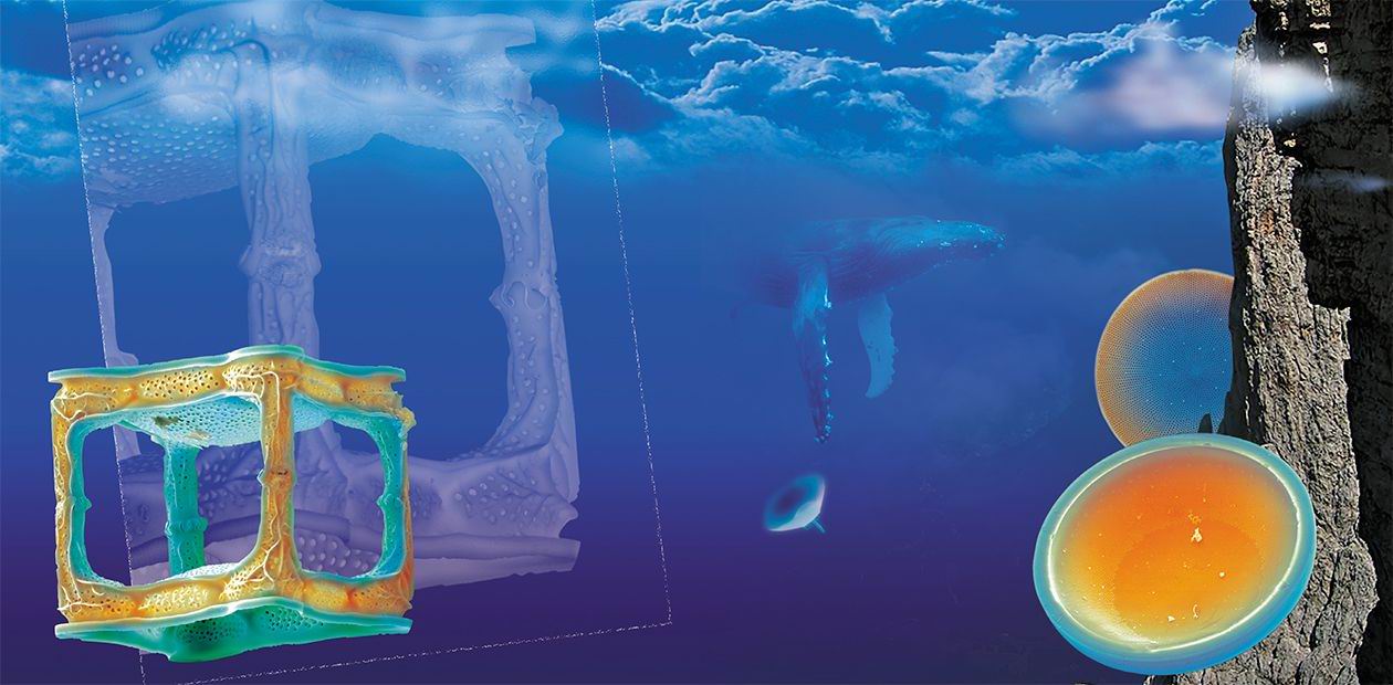 Diatoms: Creators of Glass Castles