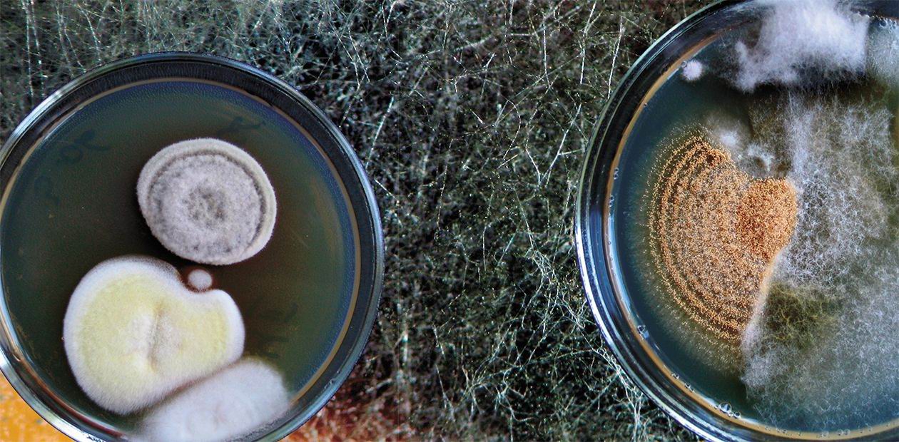 The Fungal Lilliput: From Parasites to Predators