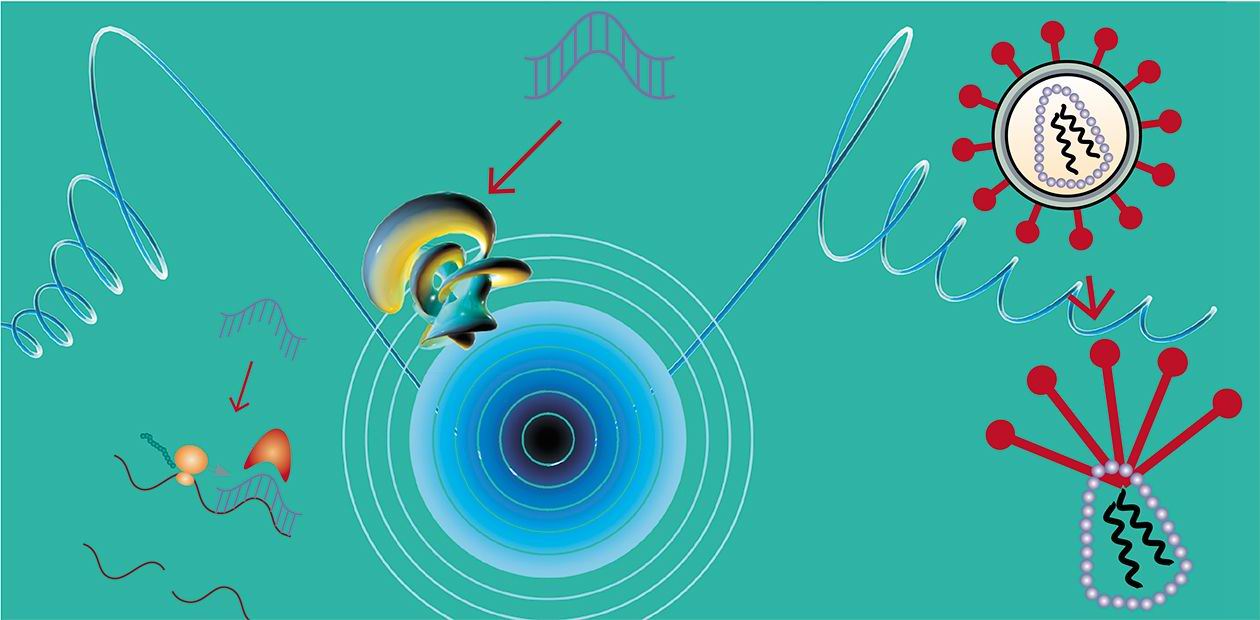 Targeting at RNA