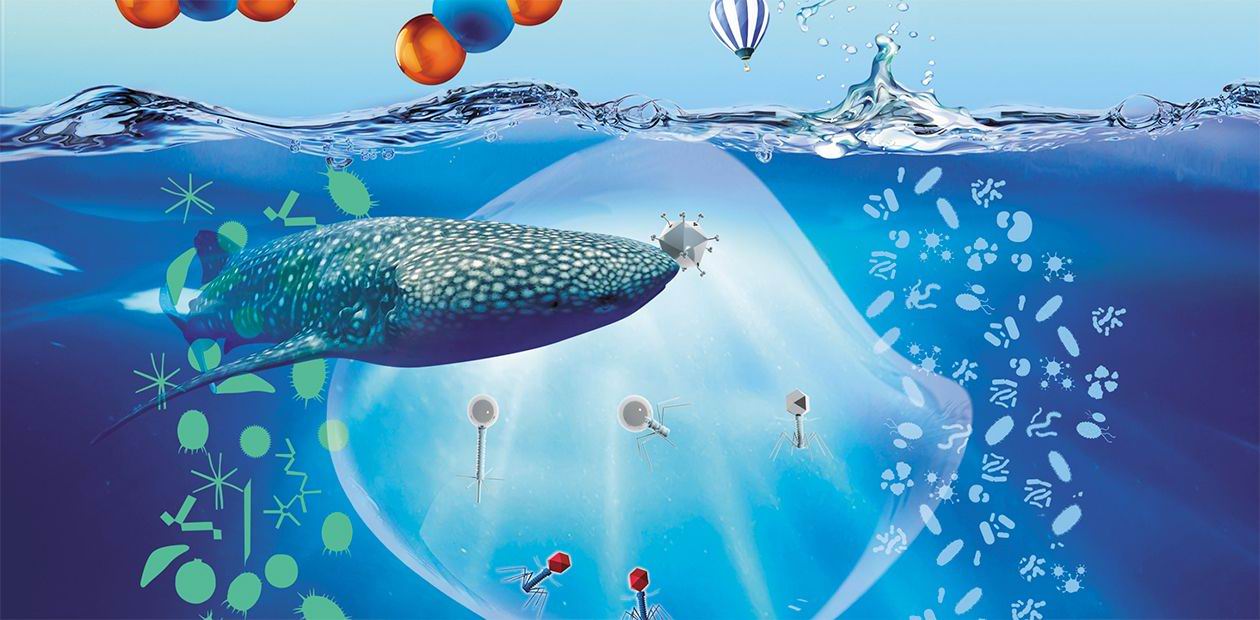 В каждой капле воды – вирусы!