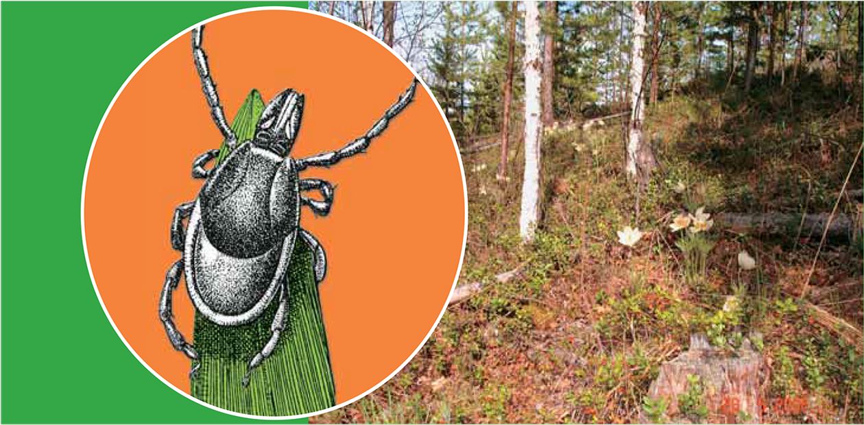 Иксодовые клещи: проклятье болезни Лайма
