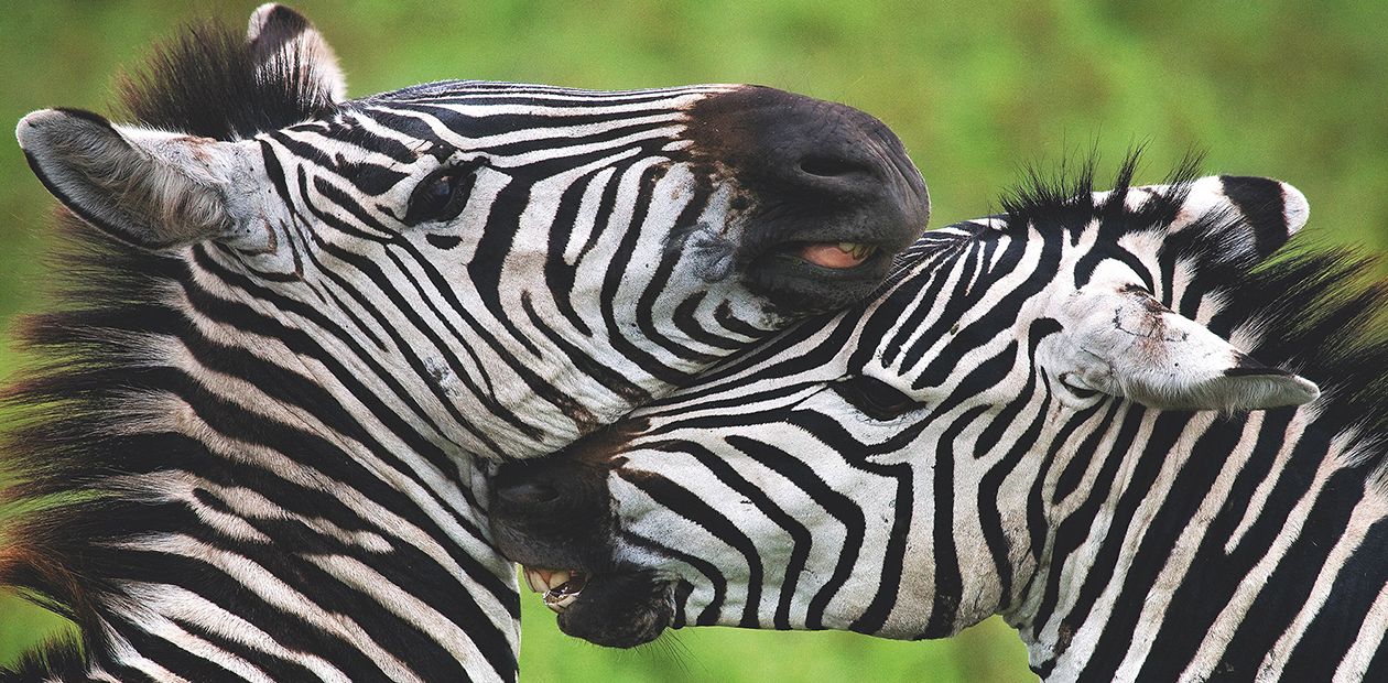 «National Geographic Россия» представляет фотовыставку Андрея Гудкова «СОСЕДИ ПО ПЛАНЕТЕ»