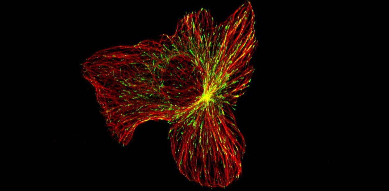 Персонализированная «вакцина» против рецидива рака почки прошла первый этап клинических испытаний