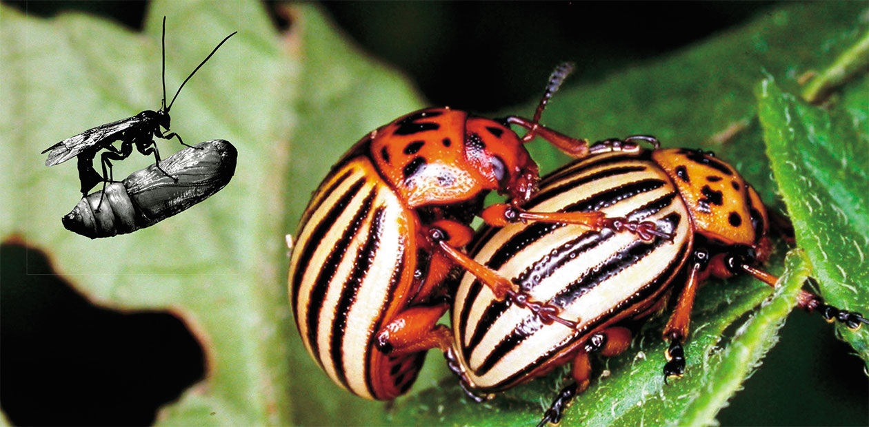 Can the Host’s Immune Response Be Beneficial to the Parasite? # Microbiota–Parasite Interactions in Insect Pests