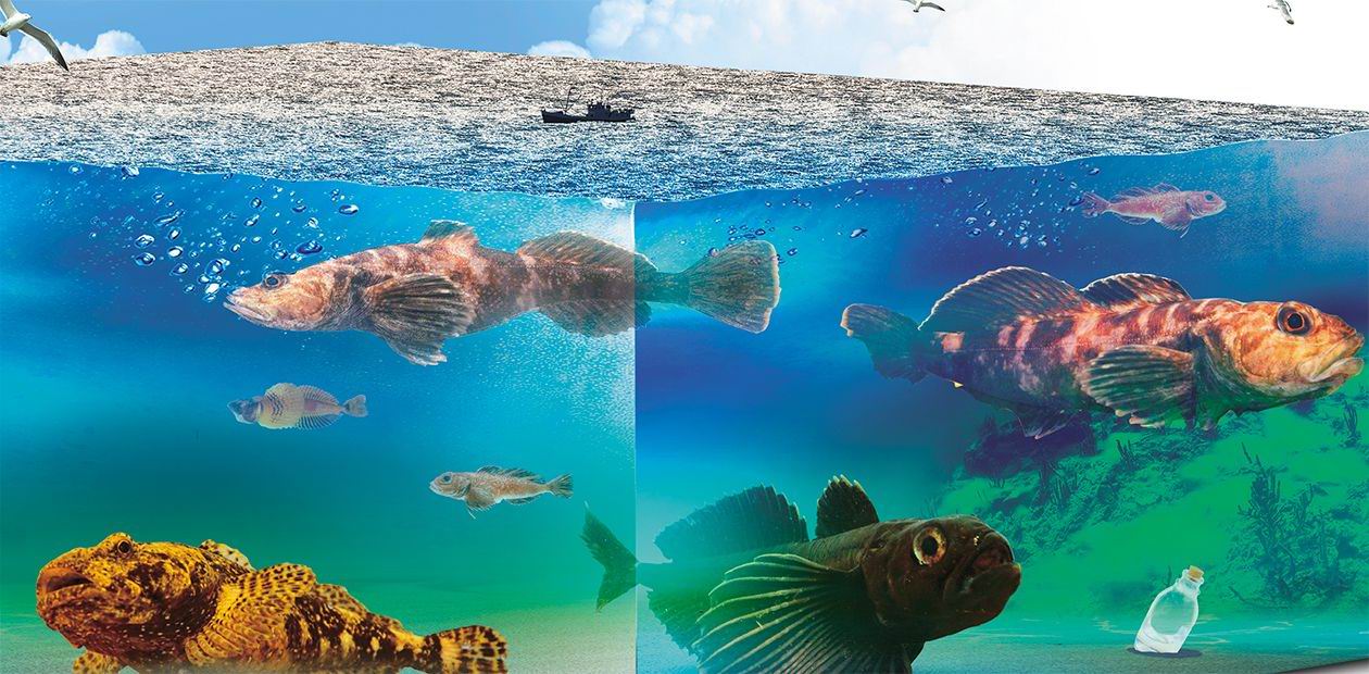 The Fish of Lake Baikal Against Atherosclerosis#On a New Experimental Object for Medicine