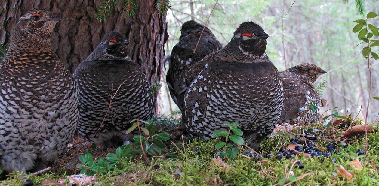“Noah’s Ark” for the Siberian Grouse 