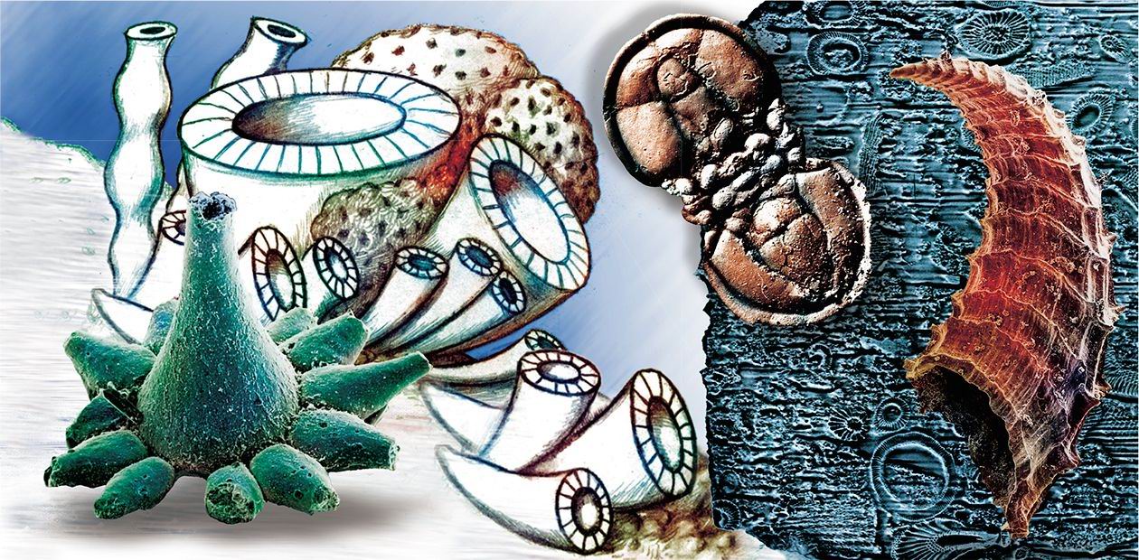 From the Cambrian to the Creation