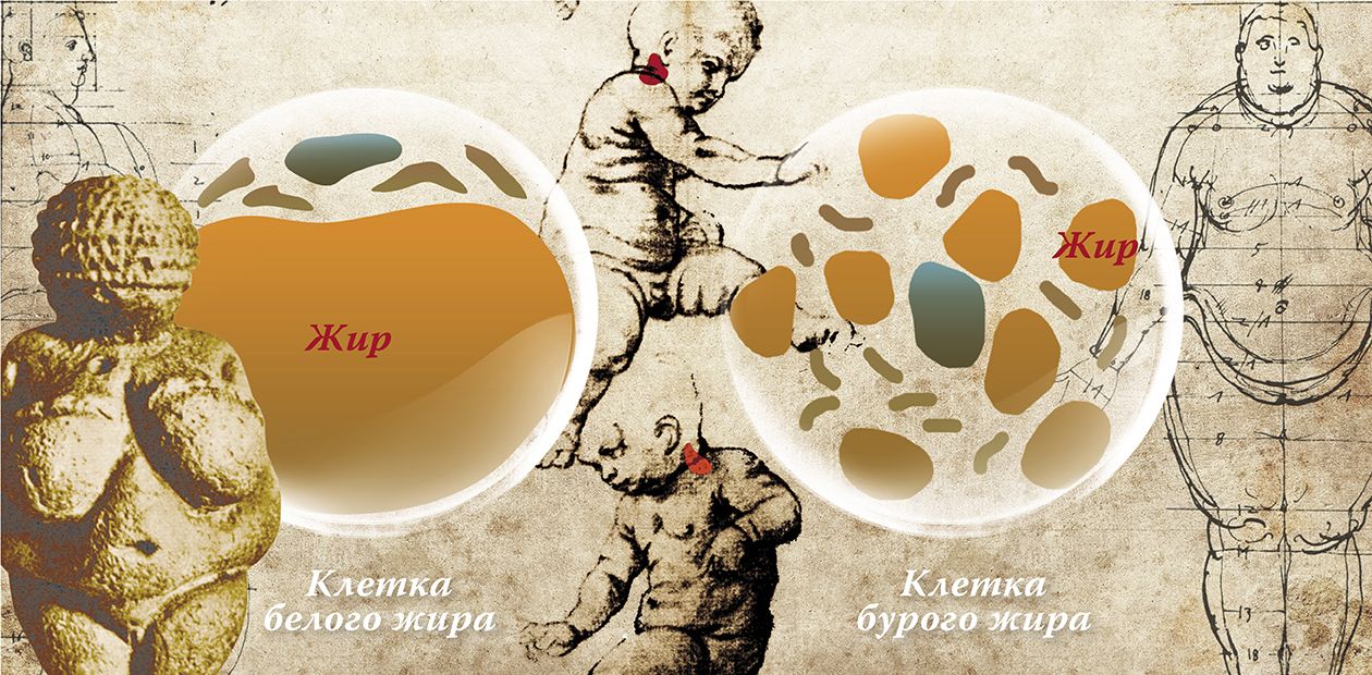 Кофе запускает «печку» для сжигания калорий
