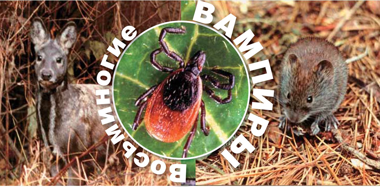 Биология клеща. Восьминогие вампиры