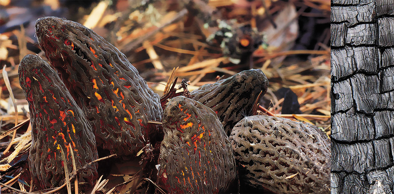 Fungi on Fire