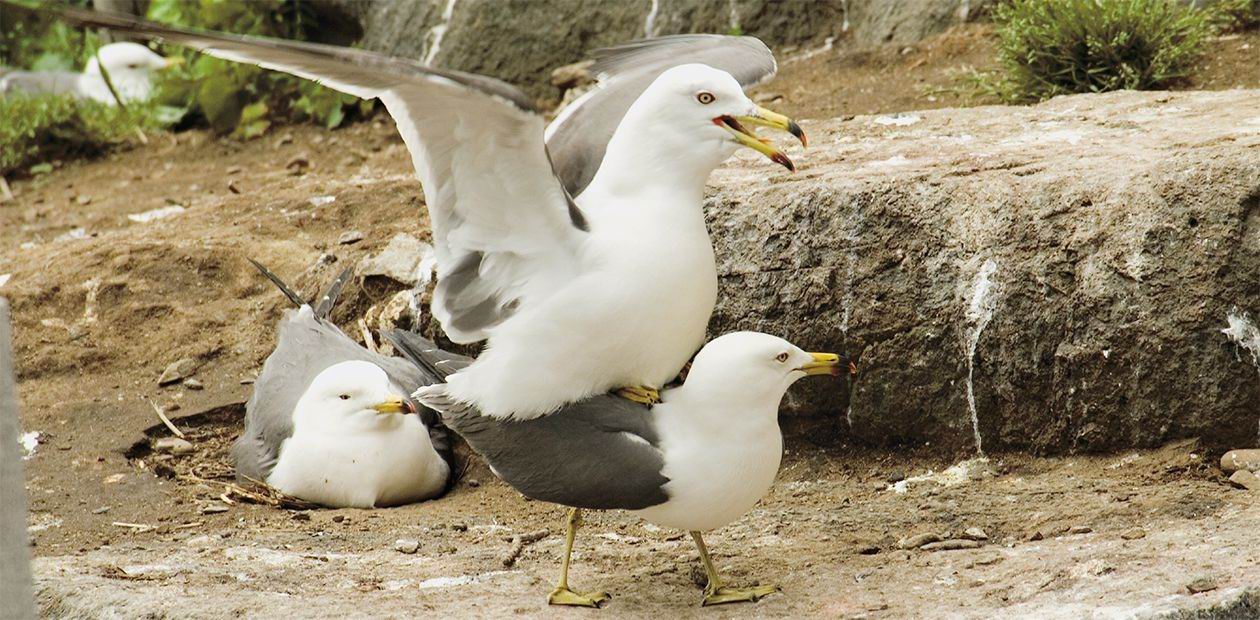 On the Wings of Love