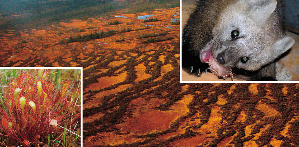 Yuganskiy Nature Reserve: a home for the Russian sable