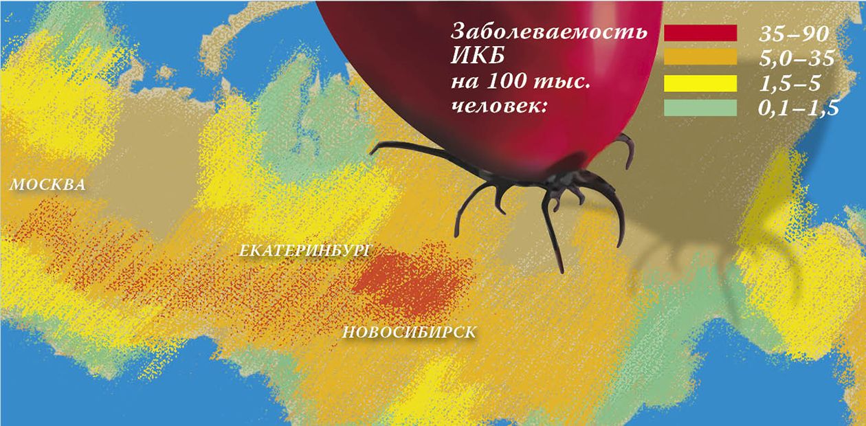 Клещевой боррелиоз легко подхватить, трудно вылечить