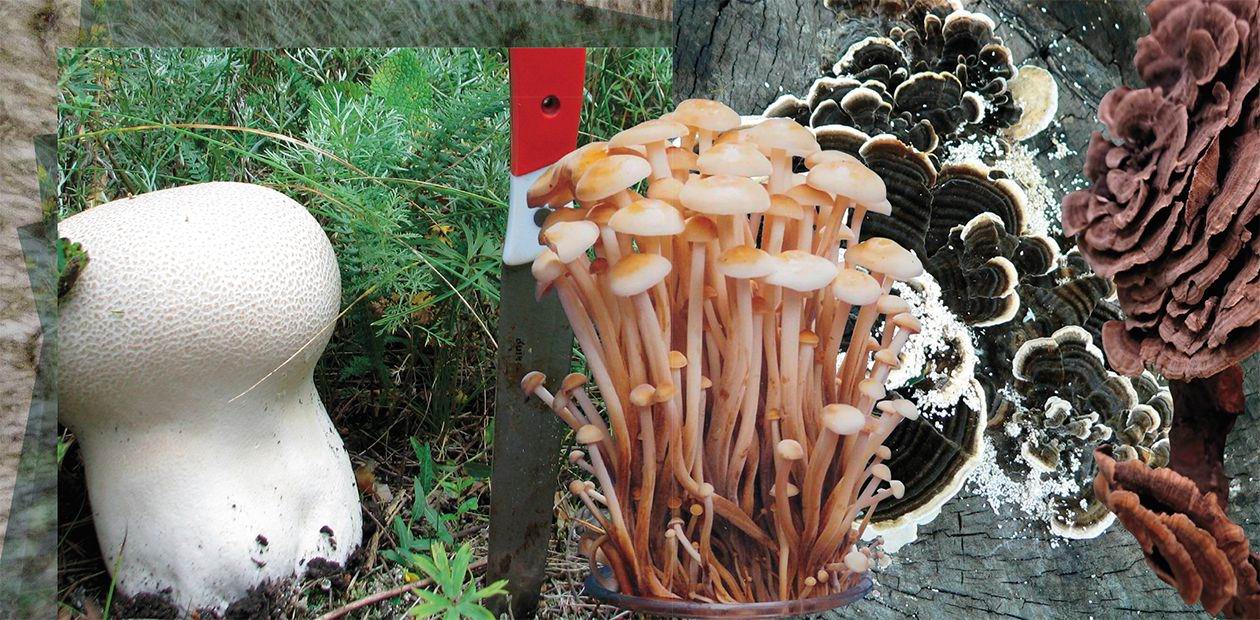 Fungal Pharma: fungi against viruses and tumors