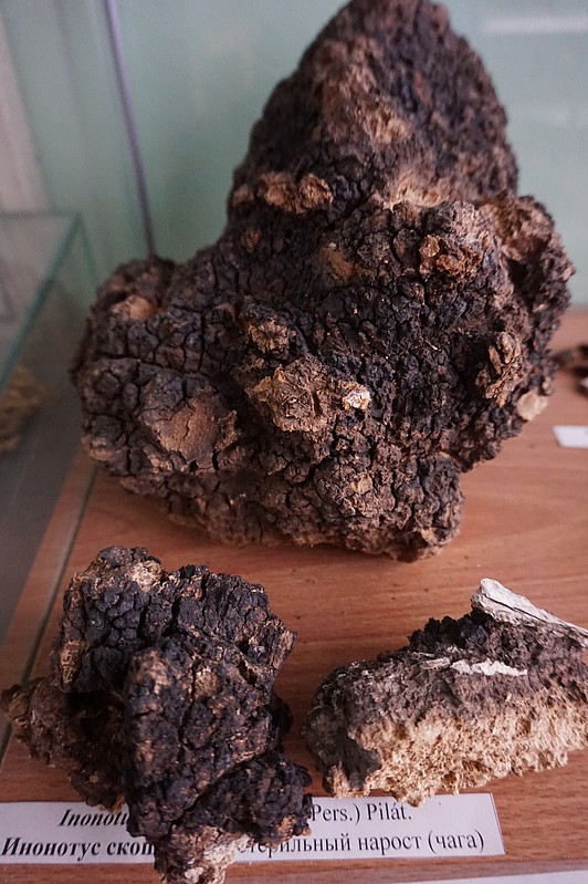 chaga.jpg