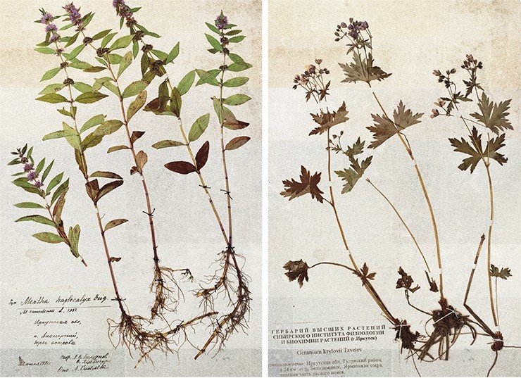 Слева: Mentha canadensis. Мята канадская. Справа: Geranium krylovii. Герань Крылова Слева: Mentha canadensis. Мята канадская. Справа: Geranium krylovii. Герань Крылова