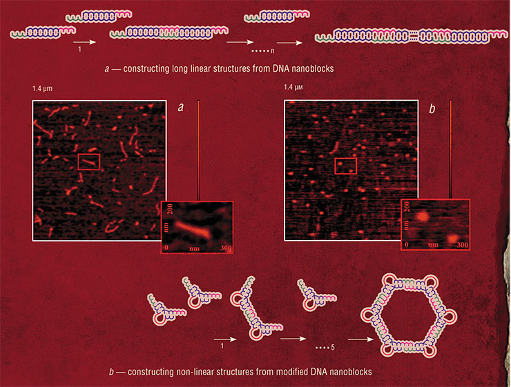 Simple linear (a) and circular (b) nucleic acid structures (DNA concatemers) can be made from DNA blocks, double-stranded structures carrying a single-stranded fragment at both ends. If the nucleotide sequences of the ends are complementary to each other, the polymeric structure will self-assemble. DNA samples made by O. Vinogradova (SB RAS ICBFM); their atomic force microscopy images courtesy of E. Rodyakina (Nanostructures joint research center SB RAS, Novosibirsk)