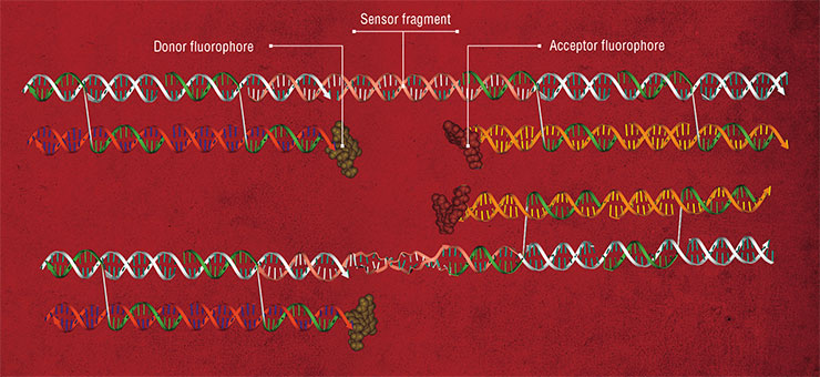 A nanoswitch consists of two rigidly linked nucleotide structures joined by a sensor region, a fragment sensitive to the composition of its environment. Initially, this fragment forms a canonical right-handed double helix, juxtaposing the pair of fluorophores attached to the switch molecule and thus causing the acceptor to fluoresce through the FRET mechanism. If the environment contains specific compounds binding to the sensor fragment, its conformation drastically changes, with the helix becoming left-handed. This restructuring leads to changes in the fluorescence spectrum of the system, fulfilling its task of signal generation