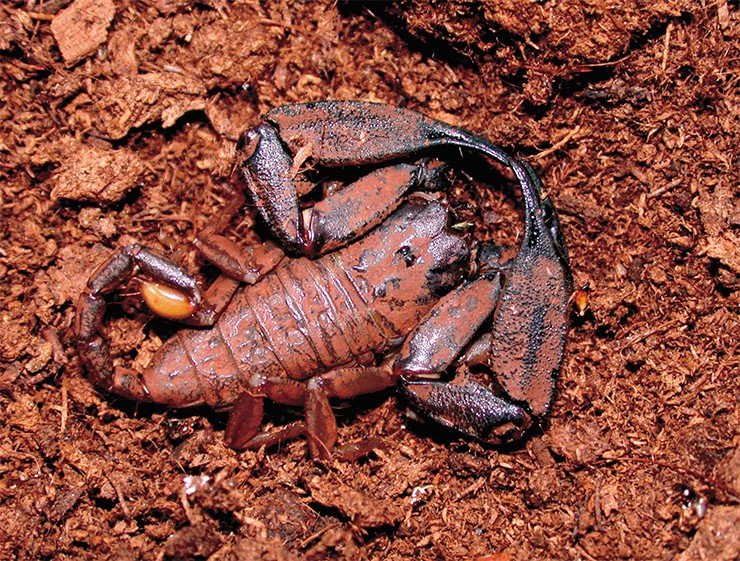 Скорпион Liocheles waigiensis (сем. Hemiscorpiidae) – земляк австралийского утконоса. Фото Я. О. Рейна Скорпион Liocheles waigiensis (сем. Hemiscorpiidae) – земляк австралийского утконоса. Фото Я. О. Рейна