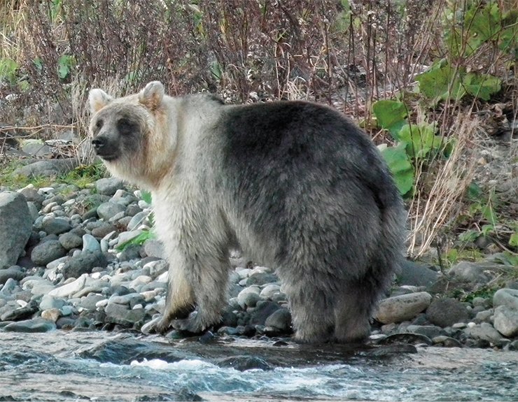 Уссурийский бурый медведь (Ursus arctos lasiotus) – подвид бурого медведя, обитающий в Приморском крае, на Курильских островах и в Японии. Как и все медведи, всеяден, но на Курилах в его рационе преобладают растительные корма и выброшенные на берег морские обитатели. Осенью медведи скапливаются на нерестовых реках, где питаются рыбой. Многие медведи Курил имеют светлую окраску из-за присутствия генов белых медведей. Фото А. Миличкина Уссурийский бурый медведь (Ursus arctos lasiotus) – подвид бурого медведя, обитающий в Приморском крае, на Курильских островах и в Японии. Как и все медведи, всеяден, но на Курилах в его рационе преобладают растительные корма и выброшенные на берег морские обитатели. Осенью медведи скапливаются на нерестовых реках, где питаются рыбой. Многие медведи Курил имеют светлую окраску из-за присутствия генов белых медведей. Фото А. Миличкина