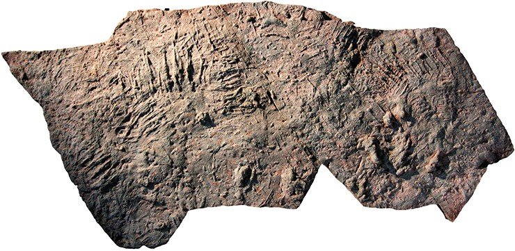 Monomorphichnus. Эти серии параллельных царапин оставили первые членистоногие, существовавшие еще до появления трилобитов. Следы образовались в процессе перемещения организмов по дну. Оленекское поднятие Сибирской платформы. Поздний венд, 540 млн лет назад. Коллекция ЦСГМ № 2054, куратор В.В. Марусин