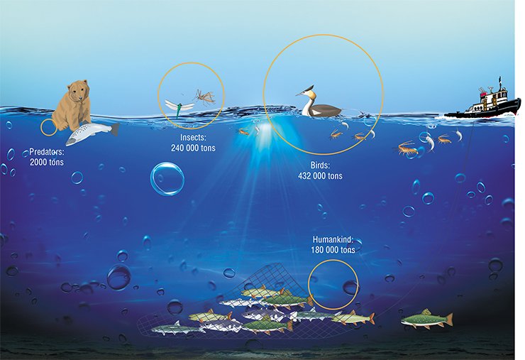 The main source of long-chain omega-3 polyunsaturated fatty acids for all land animals is aquatic bodies, housing their primary producers, microalgae. Via the food chain, PUFAs reach their “promoters”, first and foremost, semiaquatic birds and amphibiont insects, which export to land almost 700 thousand tons of essential PUFAs in their bodies. According to: (Gladyshev et al., 2009) The main source of long-chain omega-3 polyunsaturated fatty acids for all land animals is aquatic bodies, housing their primary producers, microalgae. Via the food chain, PUFAs reach their “promoters”, first and foremost, semiaquatic birds and amphibiont insects, which export to land almost 700 thousand tons of essential PUFAs in their bodies. According to: (Gladyshev et al., 2009)