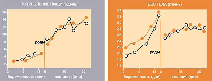 К середине беременности желтые мыши начинают есть меньше черных, в результате чего перед родами сравниваются с ними по весу. У кормящих же желтых мышей мутация в локусе Агути практически перестает влиять на их аппетит и вес тела 