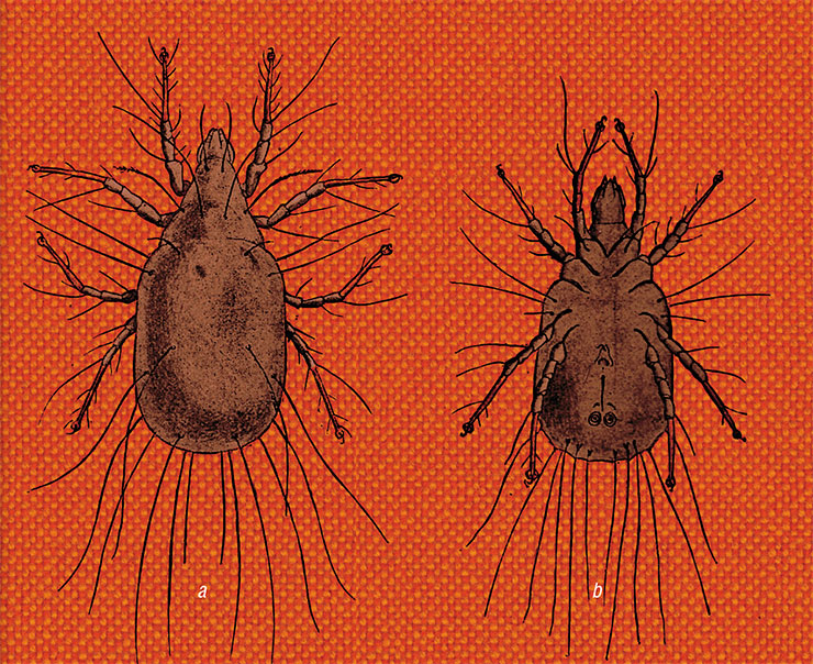 Cheese mites were already known to Aristotle, who called them the smallest living creatures. Subsequently, many other authors mentioned them, but the full story of their life became known in the second half of the 19 th century. The book Principal Household Insects of the United States, published in the 1890s, described Tyroglyphus mites as “very minute, more or less colorless, eight-legged creatures” that “swarm in numbers over and in old cheese and various stored products, such as dried meats, dried fruit, vanilla, and flour of different kinds” and reproduce “with astonishing rapidity and fecundity” through the summer months, and in warm houses during the winter months. Right: Tyroglyphus longior: (a) female and (b) male. © Internet Archive Book Images Cheese mites were already known to Aristotle, who called them the smallest living creatures. Subsequently, many other authors mentioned them, but the full story of their life became known in the second half of the 19 th century. The book Principal Household Insects of the United States, published in the 1890s, described Tyroglyphus mites as “very minute, more or less colorless, eight-legged creatures” that “swarm in numbers over and in old cheese and various stored products, such as dried meats, dried fruit, vanilla, and flour of different kinds” and reproduce “with astonishing rapidity and fecundity” through the summer months, and in warm houses during the winter months. Right: Tyroglyphus longior: (a) female and (b) male. © Internet Archive Book Images