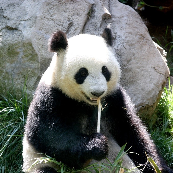 Большая панда (Ailuropoda melanoleuca) ест бамбук в зоопарке Сан-Диего, США. © CC BY 2.0/Kevin Dooley
