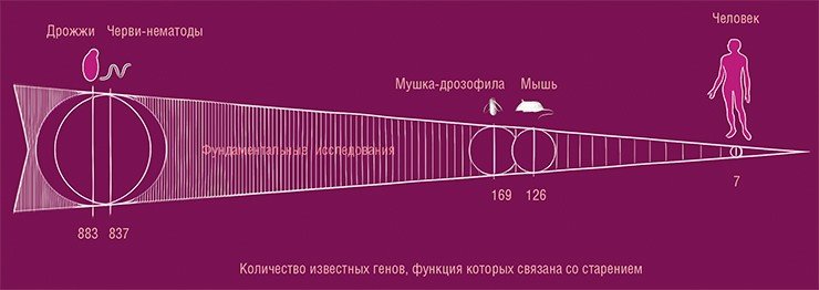 Согласно данным базы GenAge, для дрожжей и нематод известно несколько сотен генов, функция которых связана со старением. Однако эти данные в подавляющем большинстве неприменимы к человеку, для которого известно только 7 таких генов. По: (de Magalhães, Stevens, Thornton, 2017) Согласно данным базы GenAge, для дрожжей и нематод известно несколько сотен генов, функция которых связана со старением. Однако эти данные в подавляющем большинстве неприменимы к человеку, для которого известно только 7 таких генов. По: (de Magalhães, Stevens, Thornton, 2017)