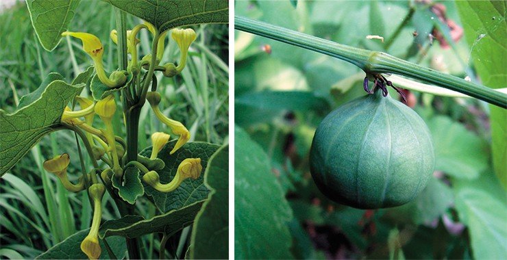 Слева: Кирказон обыкновенный, или ломоносовидный (Aristolochia clematitis). Распространен в Европе, европейской части России, Закавказье и Северном Кавказе. Фото А. Королюка. Справа: созревающий плод кирказона ломоносовидного. Чувашия, окр. г. Шумерля, Кумашкинский заказник, Соколова поляна. Фото С. Аполлонова