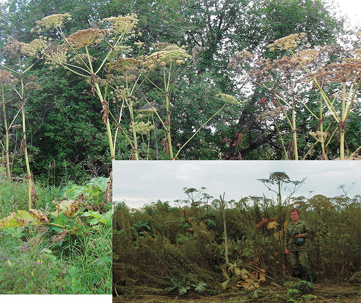 The Sosnowsky hogweed (Heracleum sosnowskyi Manden.) is native to the mountains of Caucasus. Poorly planned introduction efforts and attempts in cultivation caused it to become one of the most dangerous invasive plants of Eastern Europe. In the end of the XX century, it appeared in Southern Siberia, including Novosibirsk Akademgorodok. It is a “transformer” species in the sense that it radically changes the communities of plants it enters and is a major threat both to the biodiversity and to the economy of the regions it invades. Moreover, its leaves contain photosensitizing substances that make the skin sensitive to ultraviolet light, causing burn-like dermatitis and blistering. Photo: E. Yu. Zykova, O. Yu. Pisarenko