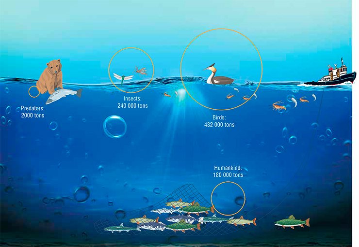 The main source of long-chain omega-3 polyunsaturated fatty acids for all land animals is aquatic bodies, housing their primary producers, microalgae. Via the food chain, PUFAs reach their “promoters”, first and foremost, semiaquatic birds and amphibiont insects, which export to land almost 700 thousand tons of essential PUFAs in their bodies. According to: (Gladyshev et al., 2009)