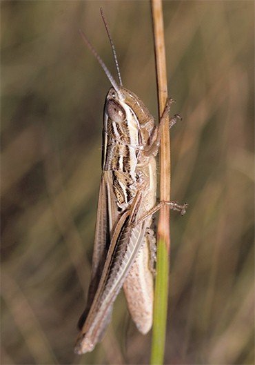 Степной конек (Euchorthippus pulvinatus) типичен для степей юга России и Казахстана. Этот вид истинных саранчовых часто держится в зарослях ковылей, где его непросто заметить