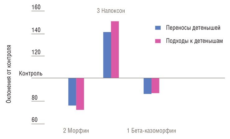 При формировании материнского поведения активность опиоидной системы мозга в медиальной преоптической области гипоталамуса понижается. Соответственно, введение крысам агонистов опиатной системы – морфина и бета-казоморфина-7 (эндогенного морфина), угнетает родительскую активность у крыс. Налоксон – антагонист опиатной системы, напротив, стимулирует материнскую активность, что выражается в росте числа эпизодов взаимодействия матери с детенышами в тесте «открытого поля»