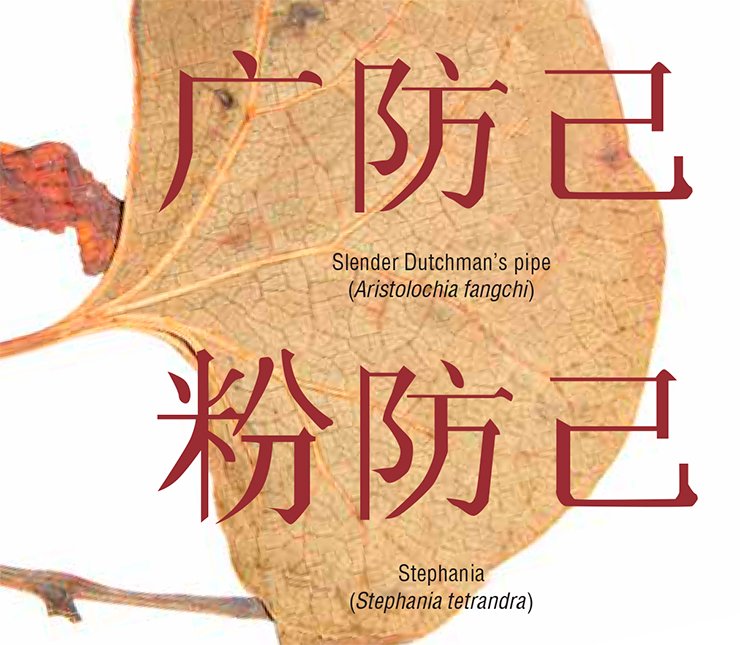The  Chinese hieroglyphs for the names of the two plants—stephania and slender Dutchman’s pipe—are almost identical. However, unlike the harmless stephania, the latter is a real killer 