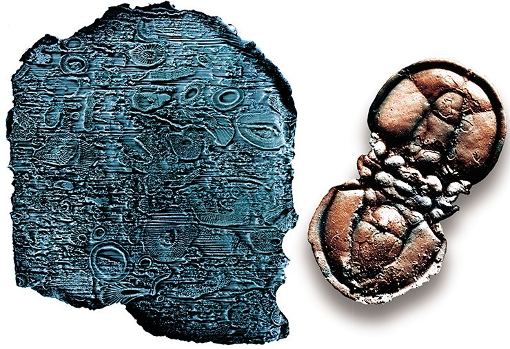 Слева: ажурные кубки археоциат (Archaeocyatha) – одних из самых распространенных организмов в морях раннего кембрия. Сибирь, 550 млн лет. Палеонтологический институт РАН (Москва). Справа: Агностиды (Agnostidae) были карликами среди трилобитов – удивительных морских организмов с прочным наружным скелетом. Сибирь, 520 млн лет