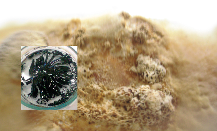 Culture of Inonotus obliquus on the surface of liquid growth medium and black strips of melanin extracted from the culture liquid Culture of Inonotus obliquus on the surface of liquid growth medium and black strips of melanin extracted from the culture liquid