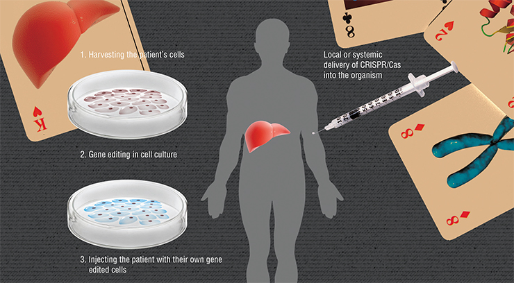 There are two strategies for editing the genome of a particular patient. In the first case, the mutation is basically corrected in a Petri dish – in a culture of the person’s own cells. This innovative technology consists in harvesting the person’s cells and “returning” them to the stem stage. The mutation is then corrected in these induced pluripotent stem cells using CRISPR/Cas; after that, cells of the necessary tissue or organ (such as liver cells) are grown using directed differentiation and injected into the patient’s body. Another strategy presumes editing the genome directly inside the patient’s organism by injecting CRISPR/Cas into their blood or a specific organ. Based on: (Cox et al., 2015) There are two strategies for editing the genome of a particular patient. In the first case, the mutation is basically corrected in a Petri dish – in a culture of the person’s own cells. This innovative technology consists in harvesting the person’s cells and “returning” them to the stem stage. The mutation is then corrected in these induced pluripotent stem cells using CRISPR/Cas; after that, cells of the necessary tissue or organ (such as liver cells) are grown using directed differentiation and injected into the patient’s body. Another strategy presumes editing the genome directly inside the patient’s organism by injecting CRISPR/Cas into their blood or a specific organ. Based on: (Cox et al., 2015)