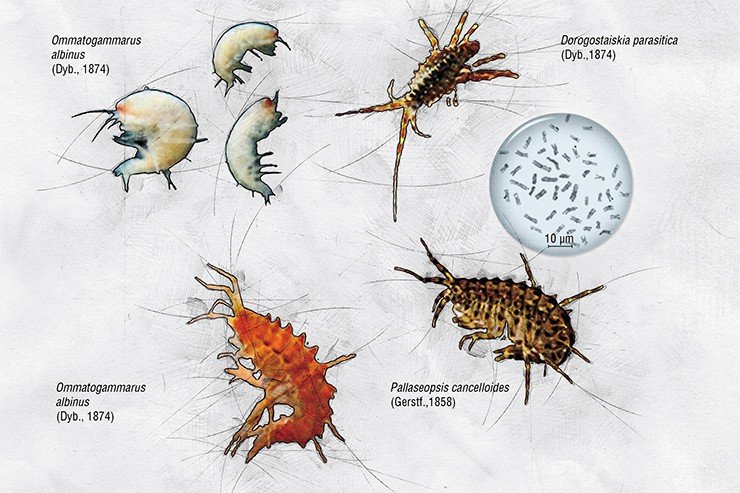 Все эти виды байкальских разноногих раков Amphipoda, принадлежащие к разным семействам, имеют одно и то же число хромосом (2n = 52) Все эти виды байкальских разноногих раков Amphipoda, принадлежащие к разным семействам, имеют одно и то же число хромосом (2n = 52)