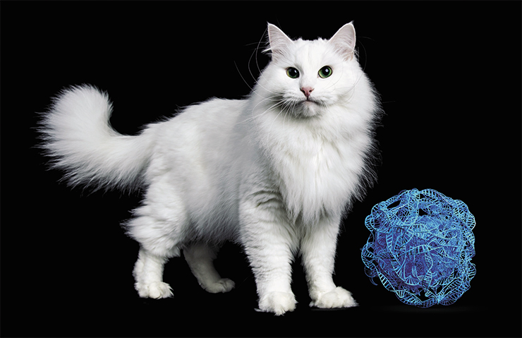 Completely white cats appeared later, when only a small fragment of the retrovirus remained in the gene. © Nynke – stock.adobe.com Completely white cats appeared later, when only a small fragment of the retrovirus remained in the gene. © Nynke – stock.adobe.com