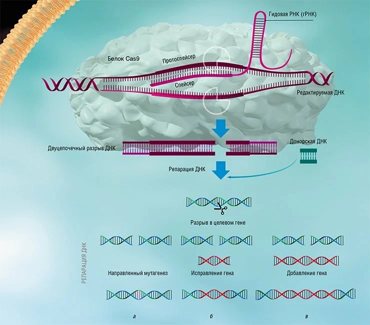 Система CRISPR/Cas, используемая для редактирования генома, включает в себя гидовую РНК (гРНК) и белок Cas9. С помощью белка Cas9 гРНК присоединяется к протоспейсеру – участку вирусной ДНК, соответствующему спейсеру гРНК (либо, в случае искусственной системы, участку целевого гена эукариотической клетки). После узнавания белок Cas9 разрезает цепь ДНК в одном строго определенном месте. Репарация ДНК в месте разреза может происходить по пути негомологичного соединения концов, в результате чего с большой частотой возникают мутации (а). Если же в клетку доставить искусственно синтезированную донорcкую молекулу, которая соответствует участку разрыва, то таким образом можно произвести либо замену участка гена (б), либо направленную встройку трансгена (в). Таким образом, с помощью системы CRISPR-Cas можно исправлять генетические нарушения или вносить желаемые изменения. По: (Северинов и др., 2016) Система CRISPR/Cas, используемая для редактирования генома, включает в себя гидовую РНК (гРНК) и белок Cas9. С помощью белка Cas9 гРНК присоединяется к протоспейсеру – участку вирусной ДНК, соответствующему спейсеру гРНК (либо, в случае искусственной системы, участку целевого гена эукариотической клетки). После узнавания белок Cas9 разрезает цепь ДНК в одном строго определенном месте. Репарация ДНК в месте разреза может происходить по пути негомологичного соединения концов, в результате чего с большой частотой возникают мутации (а). Если же в клетку доставить искусственно синтезированную донорcкую молекулу, которая соответствует участку разрыва, то таким образом можно произвести либо замену участка гена (б), либо направленную встройку трансгена (в). Таким образом, с помощью системы CRISPR-Cas можно исправлять генетические нарушения или вносить желаемые изменения. По: (Северинов и др., 2016)