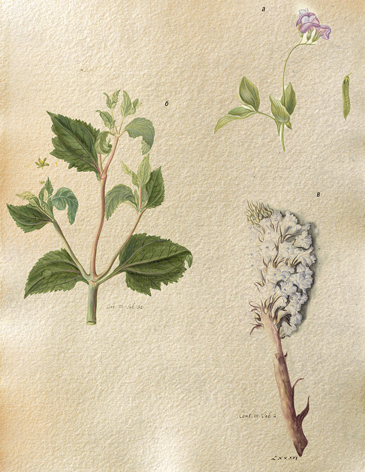 Рисунки, выполненные для кн. И. Х. Буксбаума Centuria…III (1724–1728). Неизвестный художник. Акварель, карандаш, белила. Атрибуция А. К. Сытина: а – верхняя часть побега чины редкоцветковой и изображение боба. ПФА РАН. Р. I, оп. 19, д. 4, л. 262. 21. б – вегетативный побег сигезбекии восточной с изображением соцветия и препарированного цветка. ПФА РАН. Р. I, оп. 19, д. 4, л. 287. в – верхняя часть побега заразихи городчатой. ПФА РАН. Р. I, оп. 19, д. 4, л. 232. 19