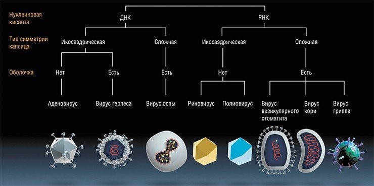 Онколитические вирусы из разных семейств. По: (Cattaneo, 2008) Онколитические вирусы из разных семейств. По: (Cattaneo, 2008)